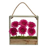 Gerber Daisy Garden in Hanging Frame
