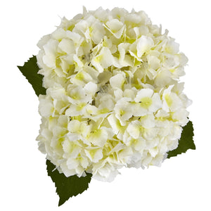 Hydrangea in New Baby Ceramic