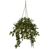 Mixed Stephanotis Hanging Basket