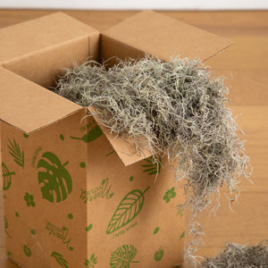 Natural Spanish Moss - 3Lbs