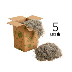 Natural Spanish Moss - 5Lbs