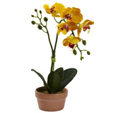 Phalaenopsis Orchid w/Clay Vase (Set of 4)