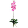 Phalaenopsis Stem (Set of 12)