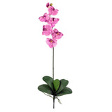 Phalaenopsis Stem (Set of 12)