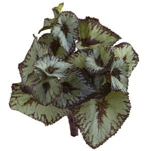 Rex Begonia Artificial Bush (Set of 12)