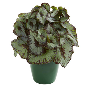 Rex Begonia Artificial Plant in Green Planter (Set of 2)