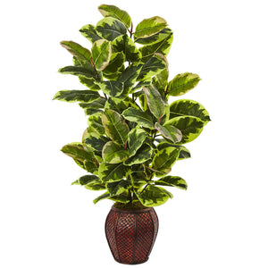 Rubber Plant with Planter