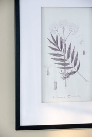 Verdura Botanica: Four-Print Houseplant Pencil Art Set