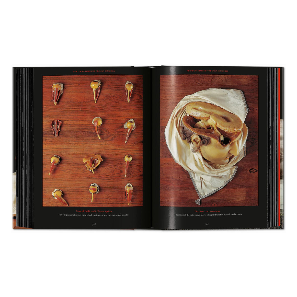 Anatomical Waxes. 45th Ed. (German, French, English)