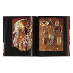 Anatomical Waxes. 45th Ed. (German, French, English)
