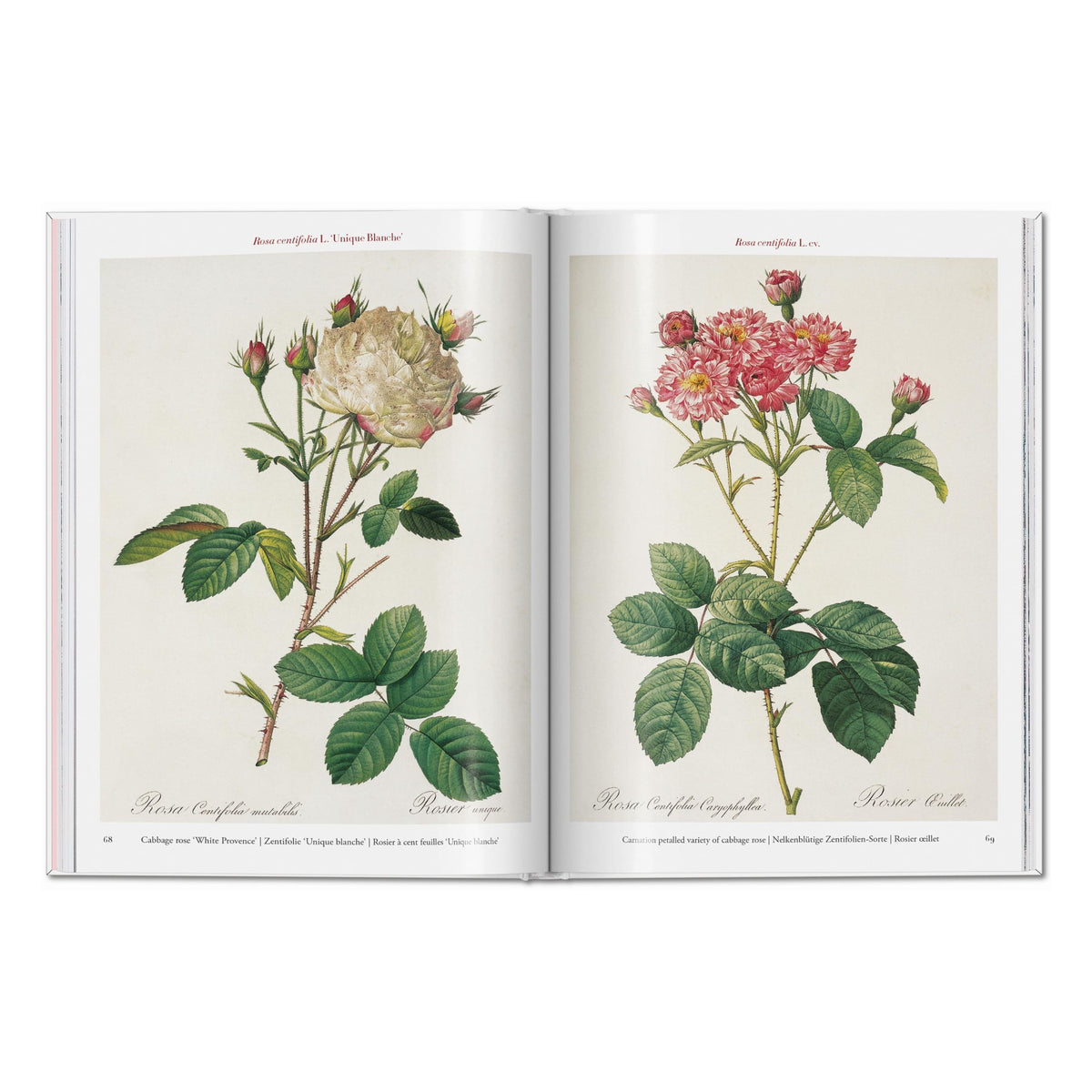 Redouté. Roses (German, French, English)