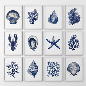 Bundle Coral, Shell, Lobster Wall Art. Set of 12 Artwork