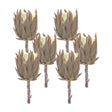Beige-protea-stem-(set-of-6)-Artificial-Flowering-Plants