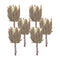 Beige-protea-stem-(set-of-6)-Artificial-Flowering-Plants