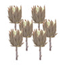 Beige-protea-stem-(set-of-6)-Artificial-Flowering-Plants