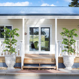 6FT Tall Artificial Tree, Fake Polyscias Fruticosa Plant for Indoor Decor