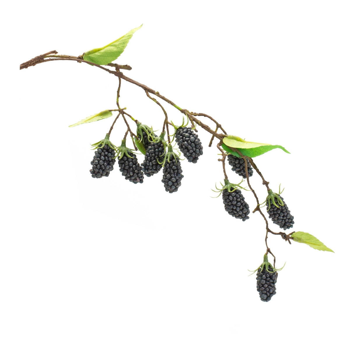 Blackberry Twig Vine (Set of 6)