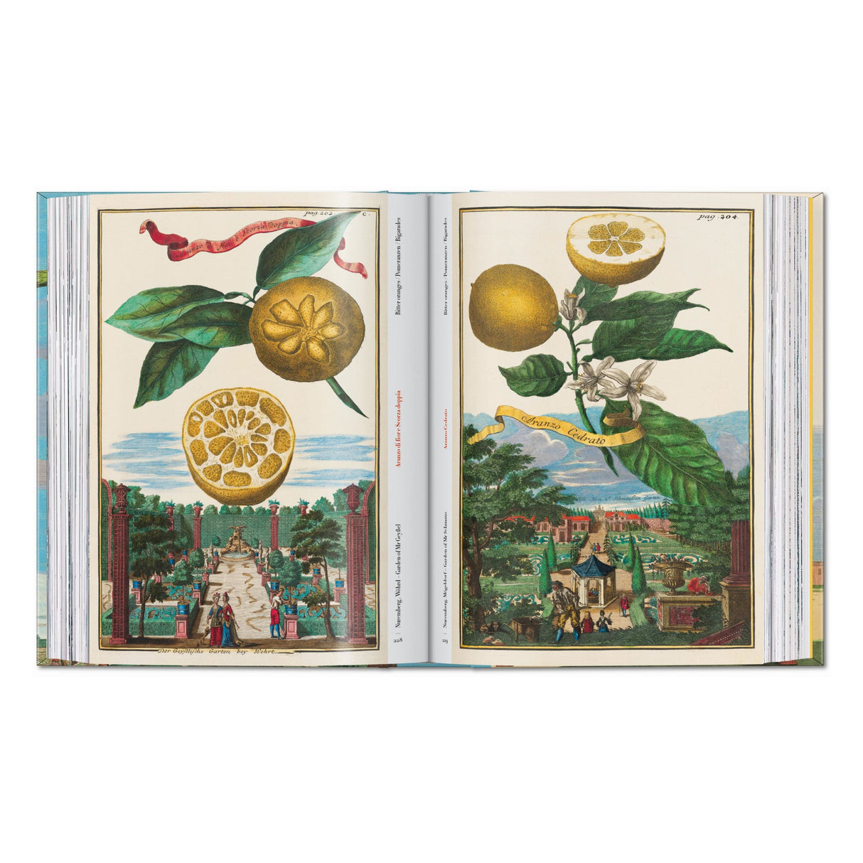 J. C. Volkamer. The Book of Citrus Fruits. 45th Ed. (German, French, English)