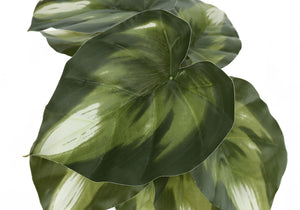13" Tall Artificial Monstera and Calathea Plants (Set of 2)