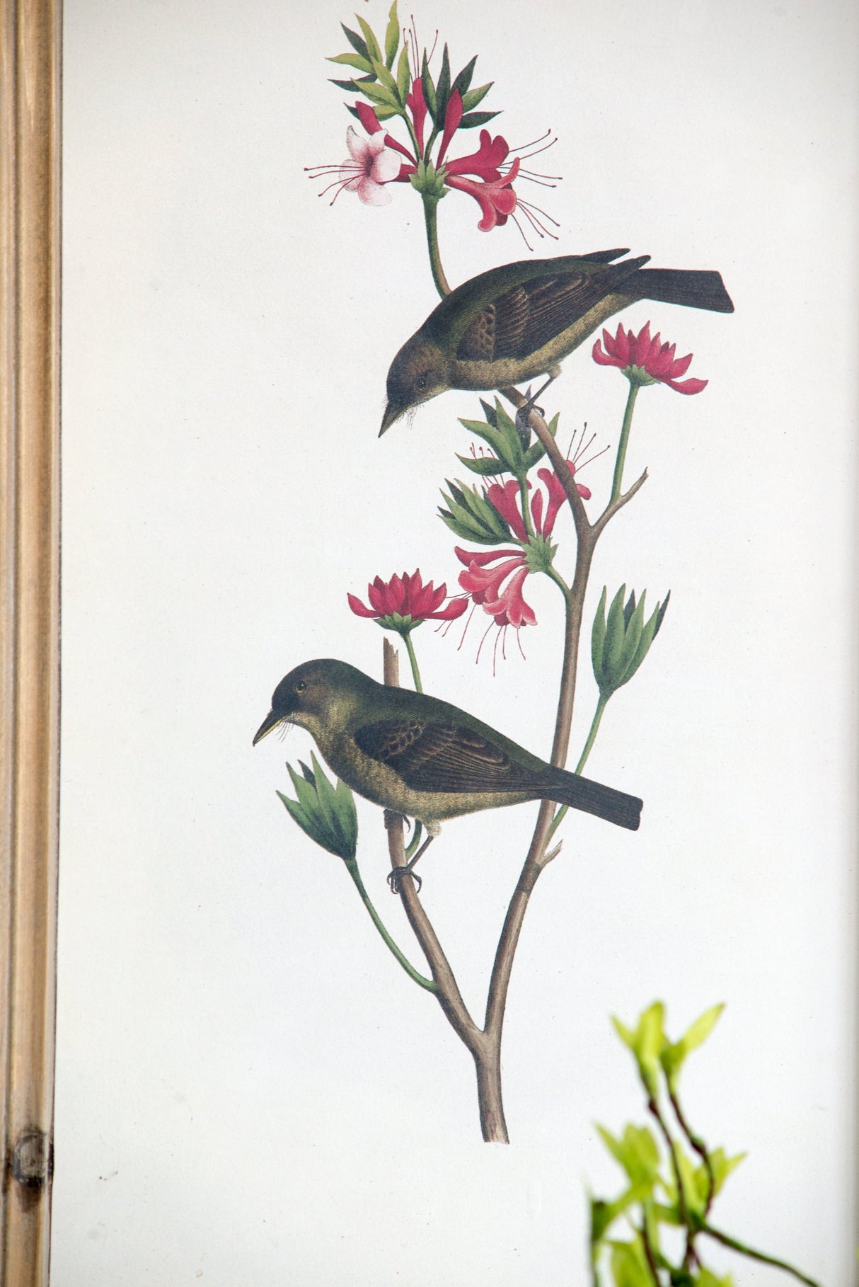Set of 4 Bird Framed Prints