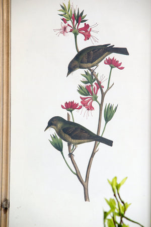 Set of 4 Bird Framed Prints