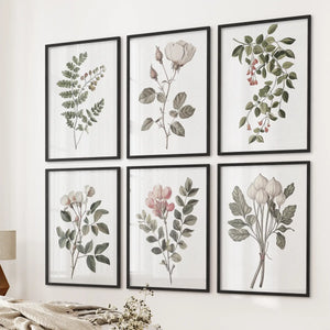 Cotton Flower, Rose Vintage Art. Botanical Print Set of 6