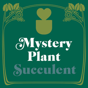 Mystery Succulent House Plant