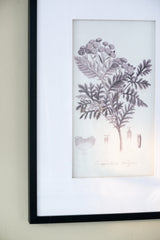 Verdura Botanica: Four-Print Houseplant Pencil Art Set