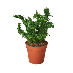 Fern 'Emina' | Curly Boston Fern for Hanging Displays | House Plant Shop