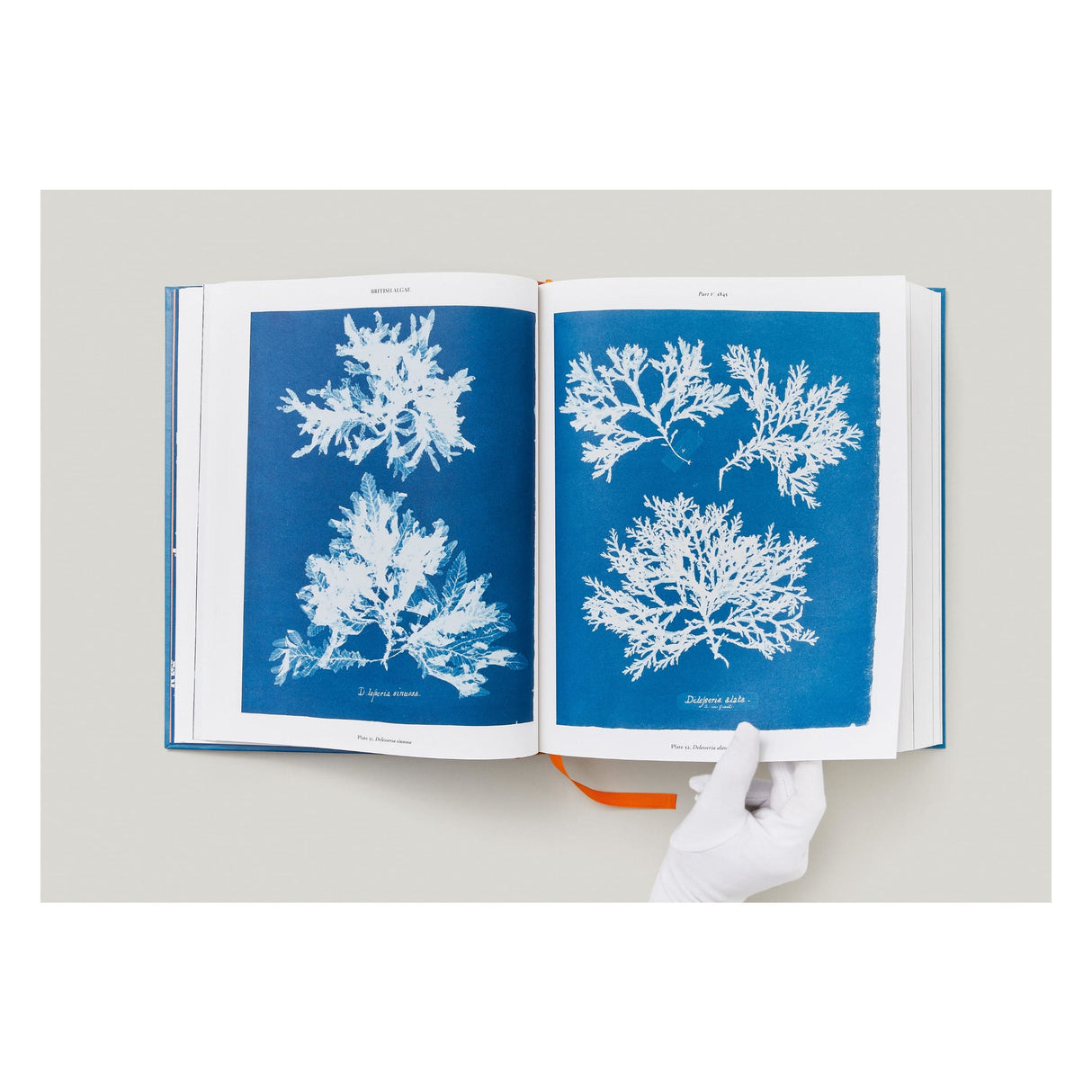 Anna Atkins. Cyanotypes (German, French, English) (FFE)