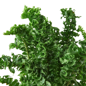 Fern 'Emina' | Curly Boston Fern for Hanging Displays | House Plant Shop