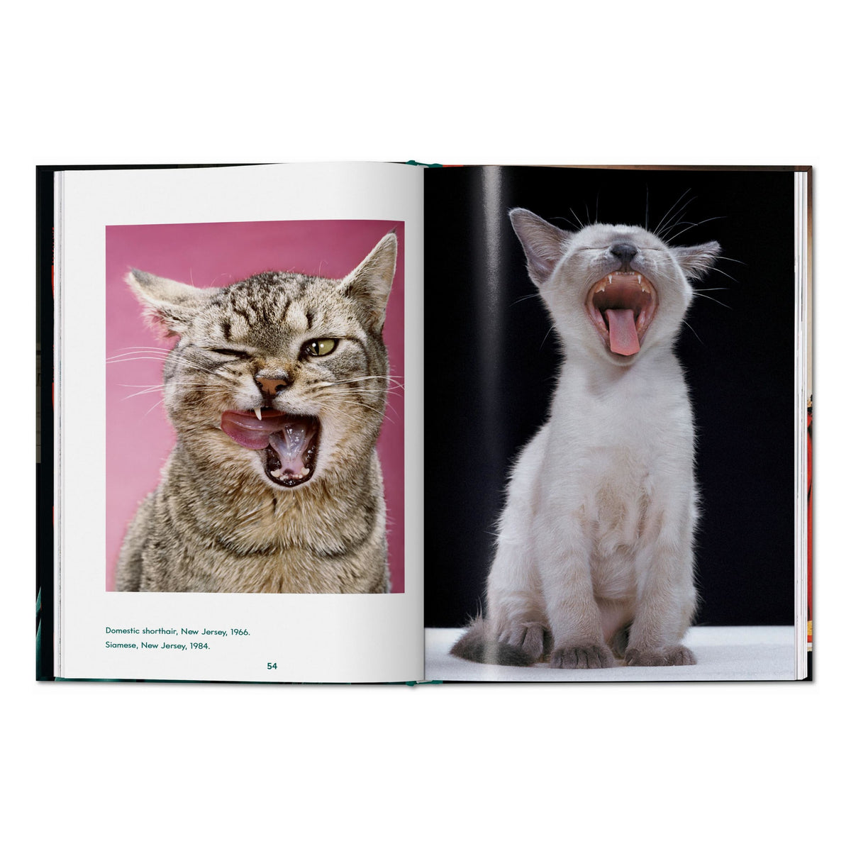 Walter Chandoha. Cats. Photographs 1942–2018 (English)