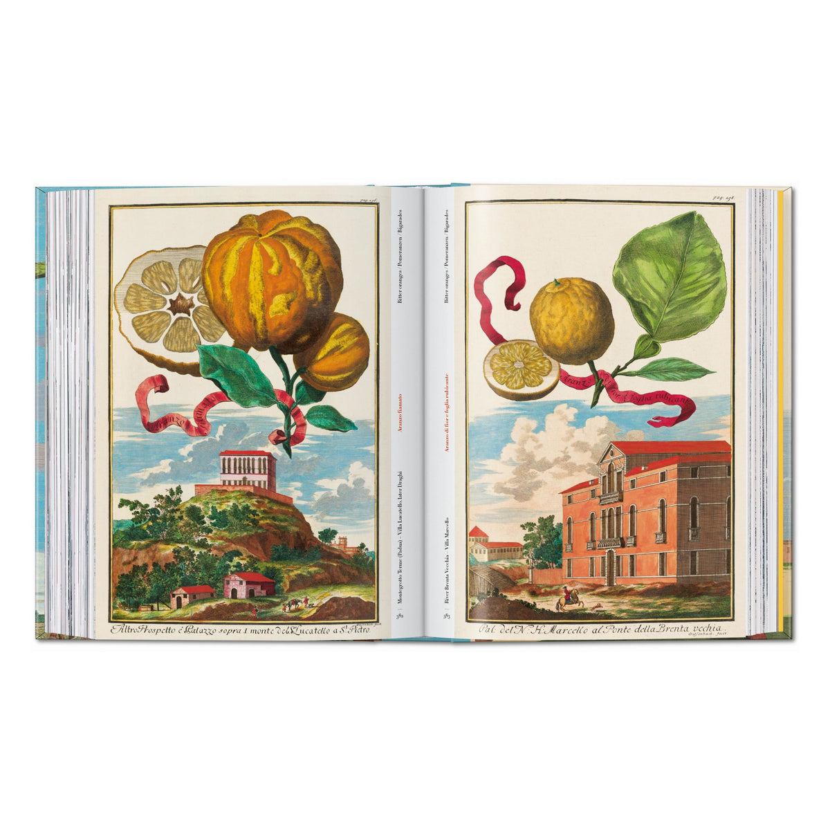 J. C. Volkamer. The Book of Citrus Fruits. 45th Ed. (German, French, English)