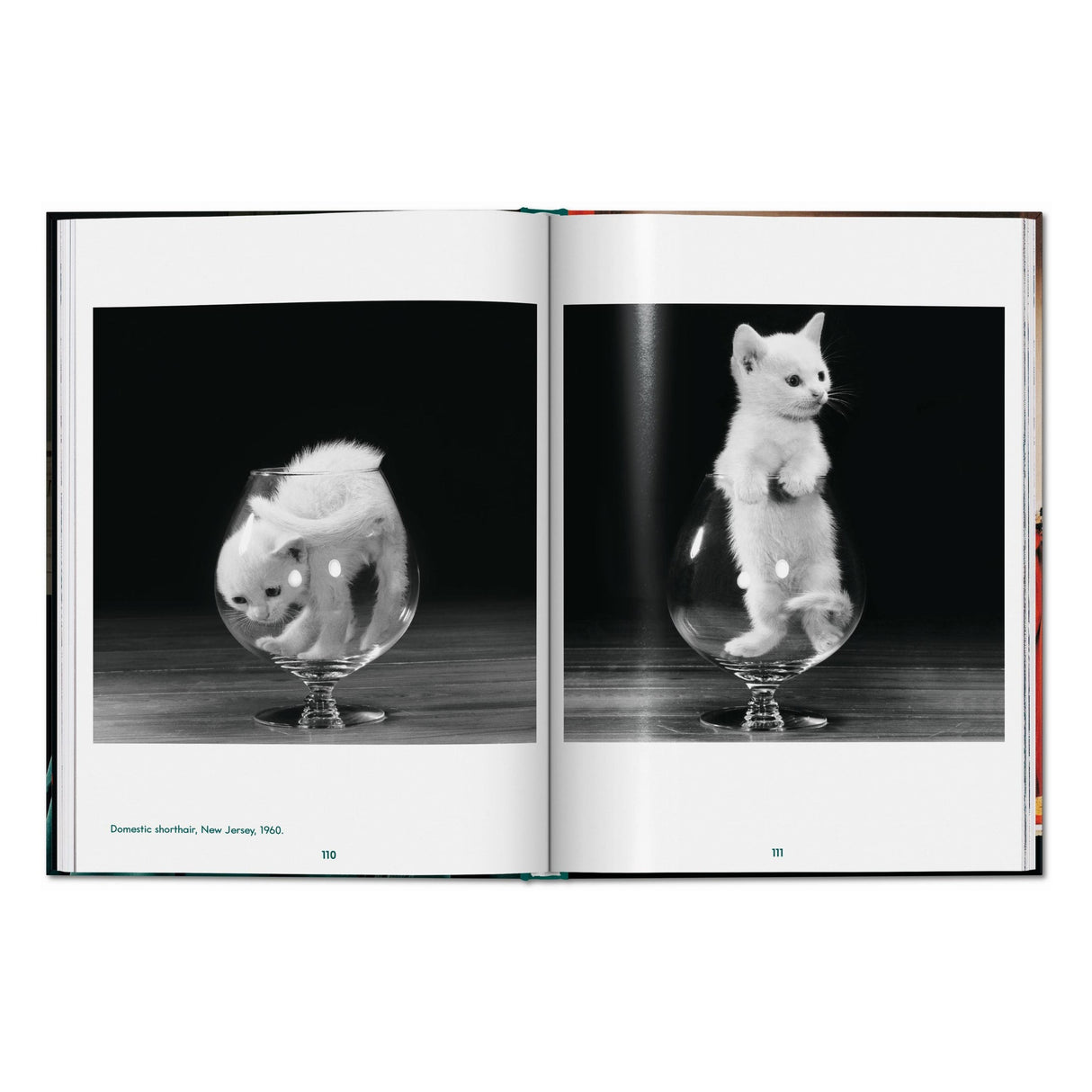 Walter Chandoha. Cats. Photographs 1942–2018 (English)