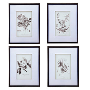 Verdura Botanica: Four-Print Houseplant Pencil Art Set