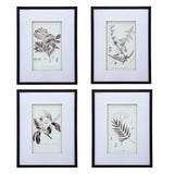 Verdura Botanica: Four-Print Houseplant Pencil Art Set