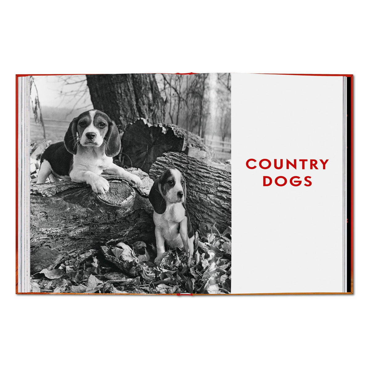 Walter Chandoha. Dogs. Photographs 1941–1991 (English)