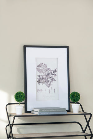 Verdura Botanica: Four-Print Houseplant Pencil Art Set
