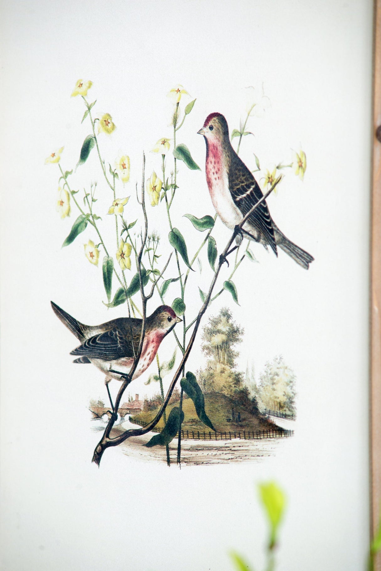 Set of 4 Bird Framed Prints