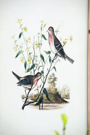 Set of 4 Bird Framed Prints