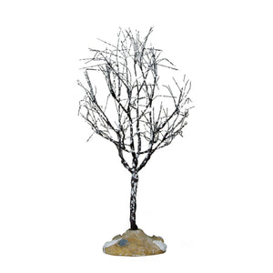 Butternut Tree - 7 inches
