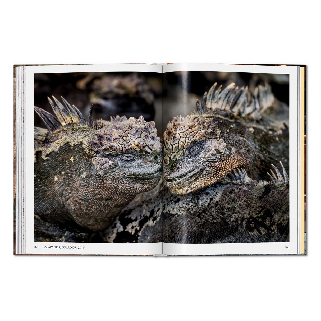 Steve McCurry. Animals (English)