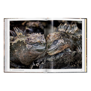Steve McCurry. Animals (English)