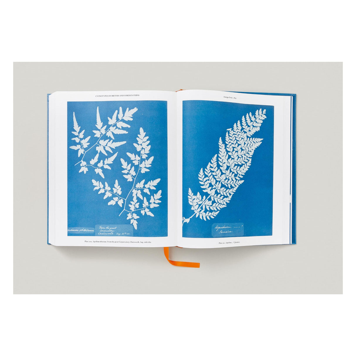 Anna Atkins. Cyanotypes (German, French, English) (FFE)