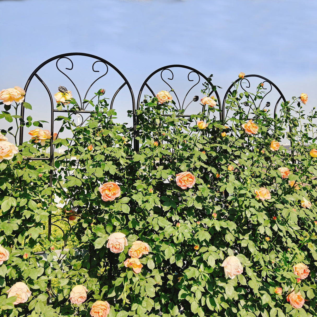 4 Pack Metal Garden Trellis