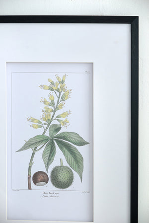 19.7x27.6' Botanical Wall Arts, Set of 2