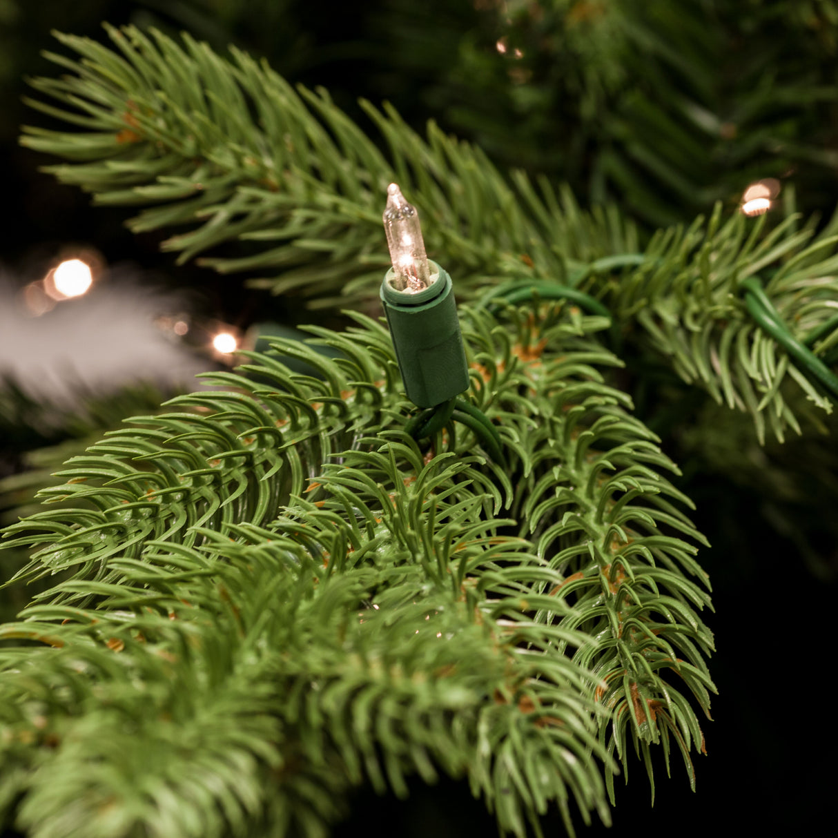 6.5-Ft. Foxtail Pine Christmas Tree