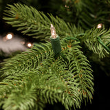 6.5-Ft. Foxtail Pine Christmas Tree