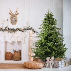 7.5-Ft. Foxtail Pine Christmas Tree
