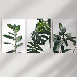 Botanical Set of 3  Prints. Tropical Monstera, Rubber Plant